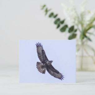 Common Buzzard Vykort