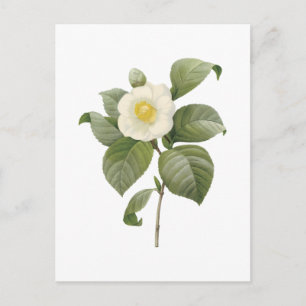 Common Camellia (Camellia japonica) av Redouté Vykort