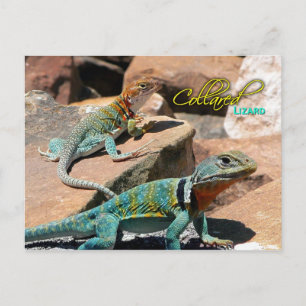 Common Collborn Lizard, New mexico Vykort