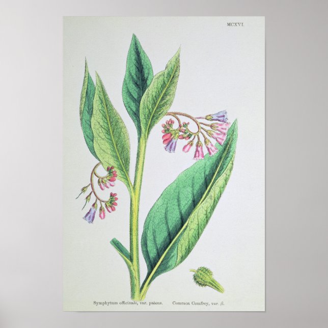 Common Comfrey, plate MCXVI, c.1800 Poster (Framsidan)