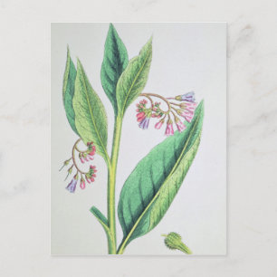 Common Comfrey, plate MCXVI, c.1800 Vykort