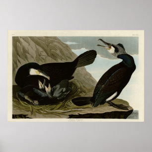 Common Cormorant - från Audubon's Birds of America Poster