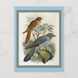 Common Cuckoo Vintage Bird Illustration Vykort