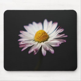 Common Daisy mpcnm Musmatta