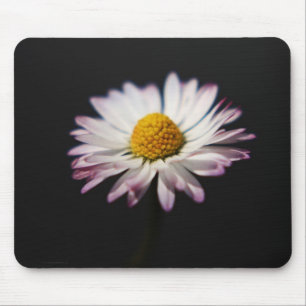 Common Daisy mpcnm Musmatta