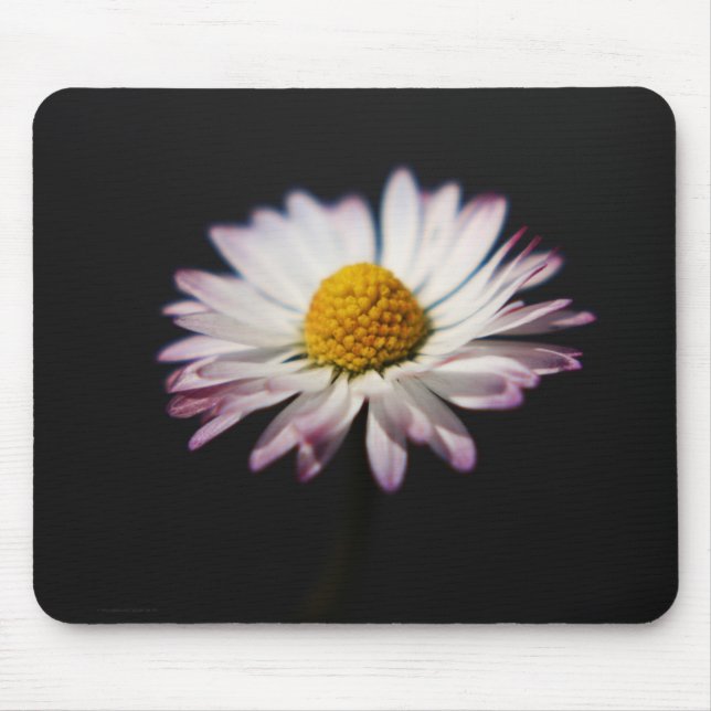 Common Daisy mpcnm Musmatta (Framsidan)