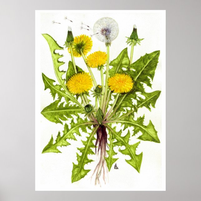 Common Dandelion - Sue Abonyi Poster (Framsidan)