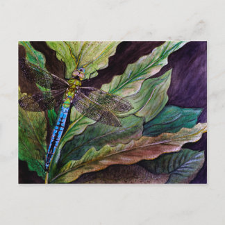 Common Darner Dragonfly Postcard Vykort