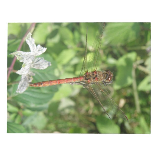 Common Darter Dragonfly Anteckningsblock (Framsida)