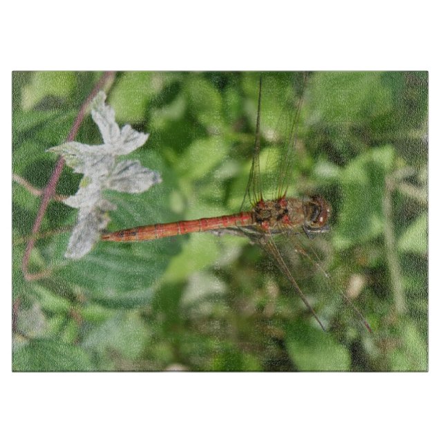 Common Darter Dragonfly CEG (Framsidan)