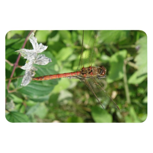 Common Darter Dragonfly Flexi Magnet (Horisontell)