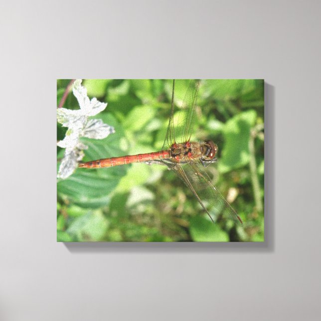 Common Darter Dragonfly Kanvastryck (Framsida)