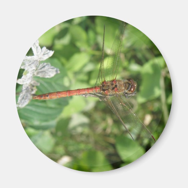 Common Darter Dragonfly Magnet (Framsidan)