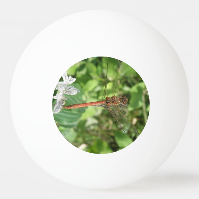 Common Darter Dragonfly Ping Pong Boll (Framsidan)