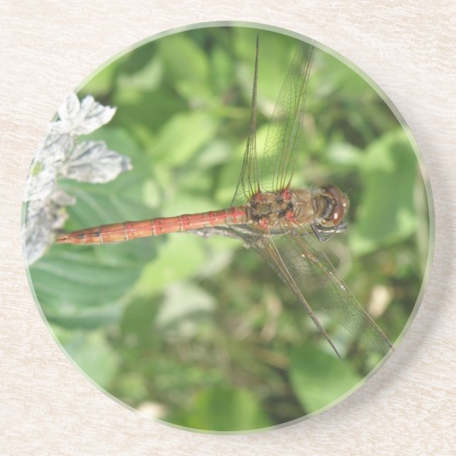 Common Darter Dragonfly Underlägg (Framsidan)