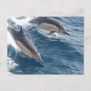 Common Dolphin Vykort