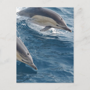Common Dolphin Vykort