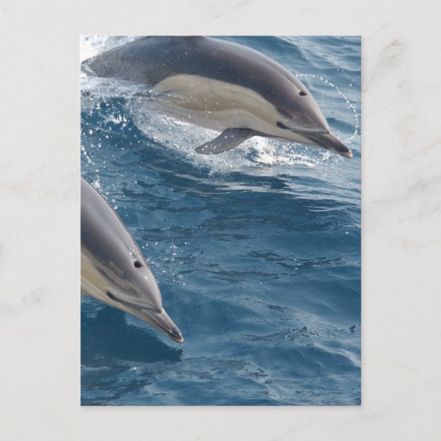 Common Dolphin Vykort (Framsida)
