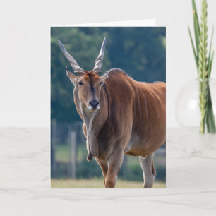 Common Eland Antelope Kort