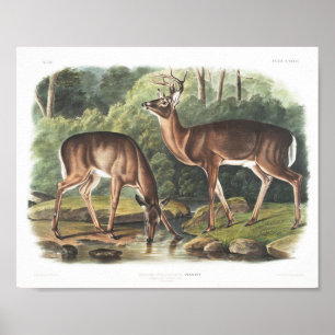 Common eller Virginian Hjort American Fauna Vintag Poster