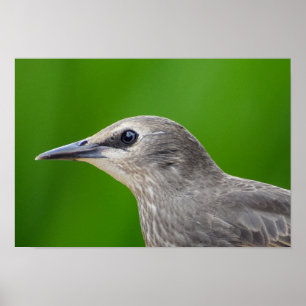 Common/European Starling Poster