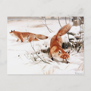 Common Foxes i Snö, populära teckningar, Vykort
