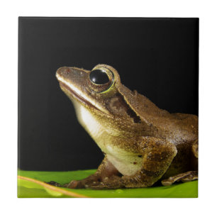 Common Frog på Löv Kakelplatta