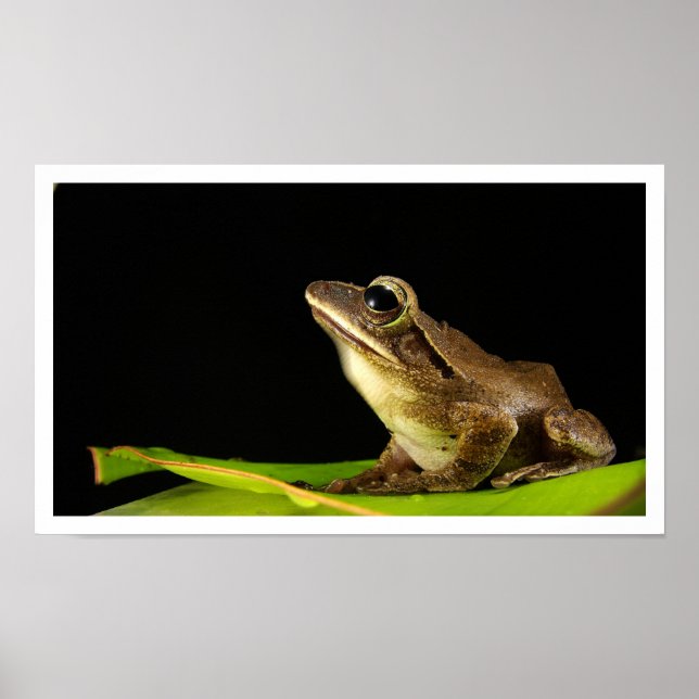 Common Frog på Löv Poster (Framsidan)
