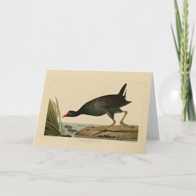 Common Gallinule från Audubon's Birds of America Kort (Framsida)