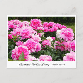 Common Garden Peony Vykort
