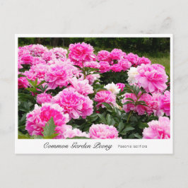 Common Garden Peony Vykort