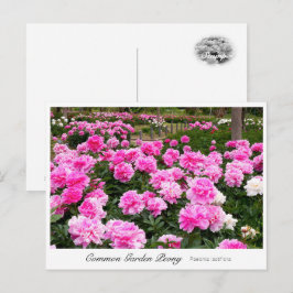 Common Garden Peony Vykort
