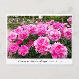 Common Garden Peony Vykort