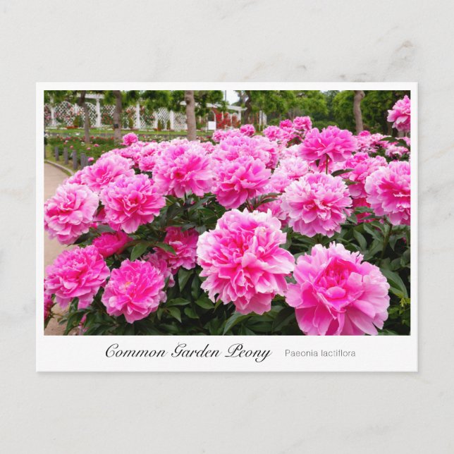 Common Garden Peony Vykort (Framsida)