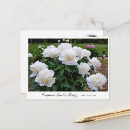 Common Garden Peony Vykort