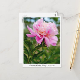 Common Garden Peony Vykort
