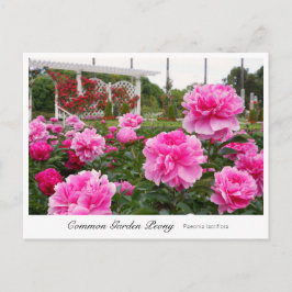 Common Garden Peony Vykort