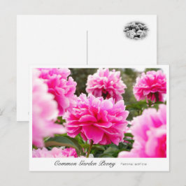 Common Garden Peony Vykort