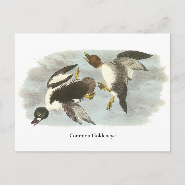 Common Goldeneye, John Audubon Vykort (Framsida)