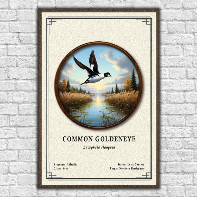 Common Goldeneye Zoologi Serie Poster (Skapare uppladdad)