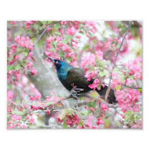 Common Grackle Bird in Midwest Crab Apple Träd Fototryck