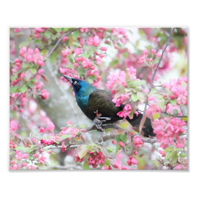 Common Grackle Bird in Midwest Crab Apple Träd Fototryck (Framsidan)