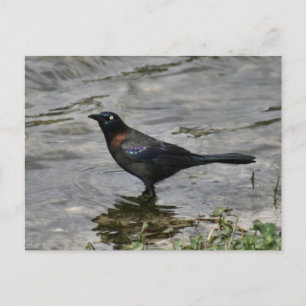 Common Grackle Fågel Foto Postkort Vykort