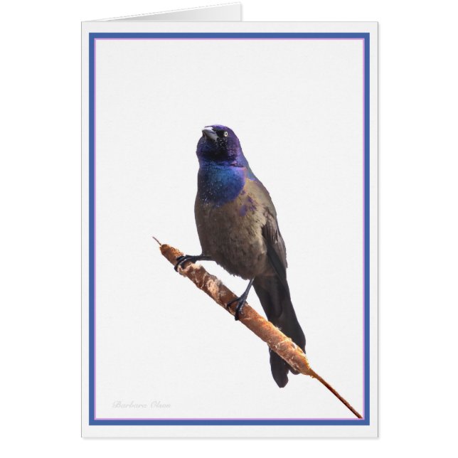 Common Grackle Hälsningskort (Framsidan)