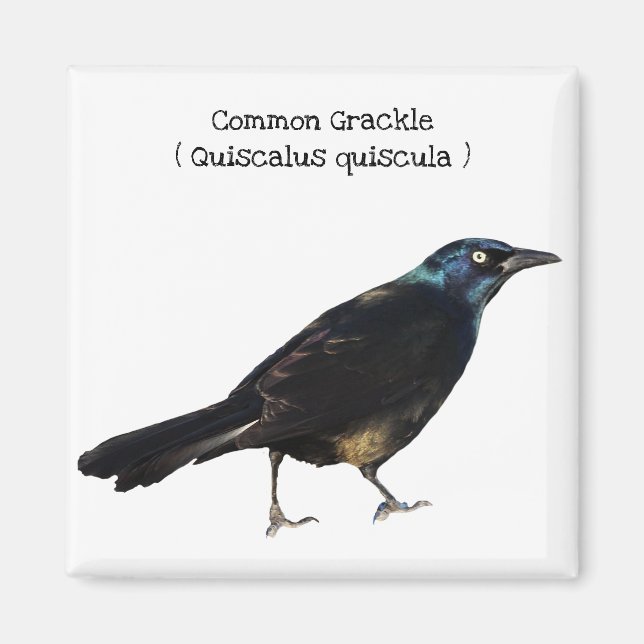 Common Grackle Magnet (Framsidan)