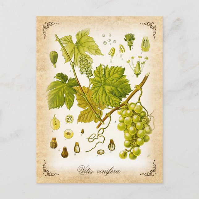 Common Grape Vine - illustration av vintagen Vykort (Framsida)