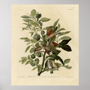 Common Ground-Dove från Audubon's Birds of America Poster