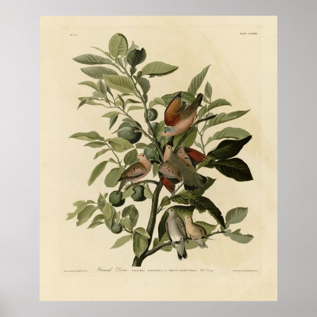Common Ground-Dove från Audubon's Birds of America Poster (Framsidan)