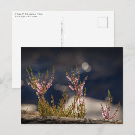Common Heather Nature Photo Vykort