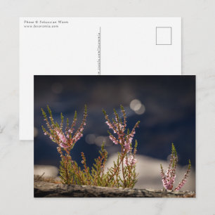 Common Heather Nature Photo Vykort